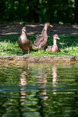 Three ducks on a riverbank in the spring sunshine