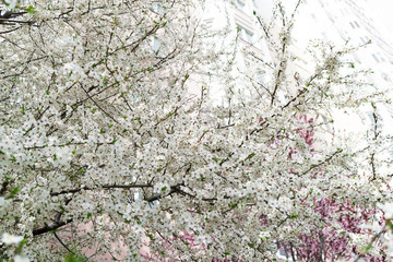 Cherry blossoms. Very beautiful floral background. Background of flowering trees. Spring landscape. Floral background. Spring background. Cherry blossoms in the spring on the street.