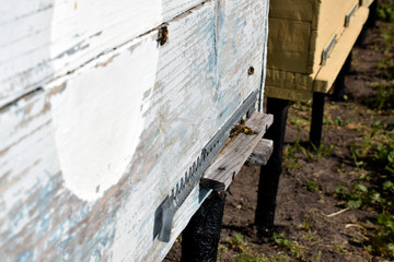 Bees collect pollen and carry to the hive. Wooden beehive of gray color.