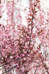 Cherry blossoms. Very beautiful floral background. Background of flowering trees. Spring landscape. Floral background. Spring background. Cherry blossoms in the spring on the street.