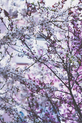 Cherry blossoms. Very beautiful floral background. Background of flowering trees. Spring landscape. Floral background. Spring background. Cherry blossoms in the spring on the street.