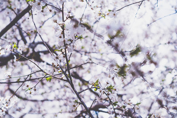 Cherry blossoms. Very beautiful floral background. Background of flowering trees. Spring landscape. Floral background. Spring background. Cherry blossoms in the spring on the street.