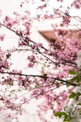 Cherry blossoms. Very beautiful floral background. Background of flowering trees. Spring landscape. Floral background. Spring background. Cherry blossoms in the spring on the street.