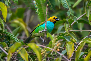 Gilt edged Tanager photographed in Caparao, Espirito Santo. Southeast of Brazil. Atlantic Forest Biome. Picture made in 2018.