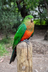 Female Australian King Parrot, Alisterus scapularis, perched on a fence post, Kennett River, Victoria, Australia