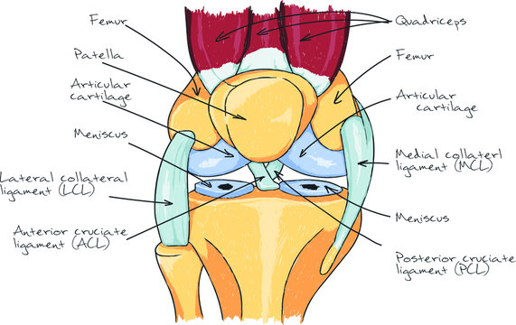 Knee anatomy scheme illustration human