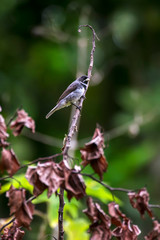 Double collared Seedeater photographed in Caparao, Espirito Santo. Southeast of Brazil. Atlantic Forest Biome. Picture made in 2018.