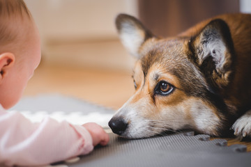 Welsh corgi pembroke dog lying down and looking at a toddler baby with love and passion