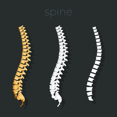 Spinal vector element. Anatomy scheme.