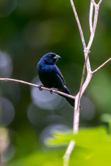 Blue black Grassquit photographed in Caparao, Espirito Santo. Southeast of Brazil. Atlantic Forest Biome. Picture made in 2018.