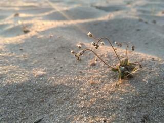 plant on the sand