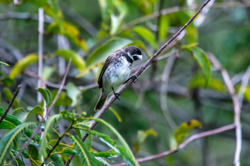 Double collared Seedeater photographed in Caparao, Espirito Santo. Southeast of Brazil. Atlantic Forest Biome. Picture made in 2018.