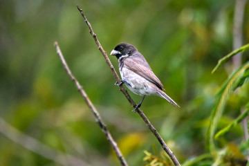 Double collared Seedeater photographed in Caparao, Espirito Santo. Southeast of Brazil. Atlantic Forest Biome. Picture made in 2018.
