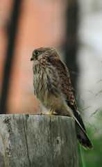 Common kestrel (Falco tinnunculus) portrait in garden