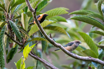 Burnished buff Tanager photographed in Caparao, Espirito Santo. Southeast of Brazil. Atlantic Forest Biome. Picture made in 2018.
