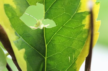 Naturaleza, vida y detalles