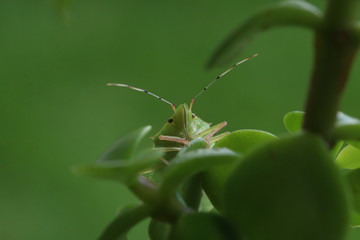 Naturaleza, vida y detalles