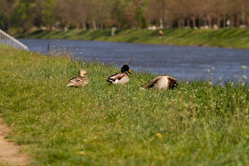 three duck in grass
