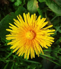 yellow dandelion flower