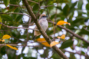 Burnished buff Tanager photographed in Caparao, Espirito Santo. Southeast of Brazil. Atlantic Forest Biome. Picture made in 2018.