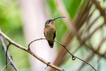 Rufous breasted Hermit photographed in Caparao, Espirito Santo. Southeast of Brazil. Atlantic Forest Biome. Picture made in 2018.