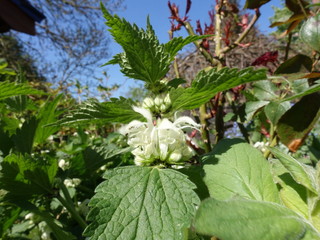 Blüten der Weissen Taubnessel (Lamium album) in Nahaufnahme