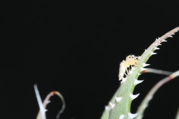 Naturaleza, vida y detalles