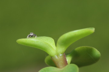 Naturaleza, vida y detalles