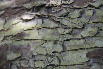Leyland cypress tree balls seeds and needles