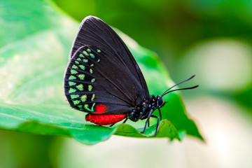Closeup beautiful butterfly in a summer garden