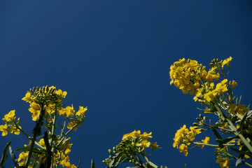 Gelbe Raps Pflanzen von einem Feld, tief blauer Himmel, tiefe Perspektive