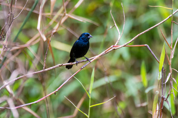 Blue black Grassquit photographed in Caparao, Espirito Santo. Southeast of Brazil. Atlantic Forest Biome. Picture made in 2018.