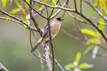 Cinnamon Tanager photographed in Caparao, Espirito Santo. Southeast of Brazil. Atlantic Forest Biome. Picture made in 2018.