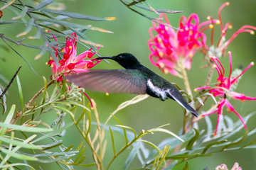 Black Jacobin photographed in Caparao, Espirito Santo. Southeast of Brazil. Atlantic Forest Biome....