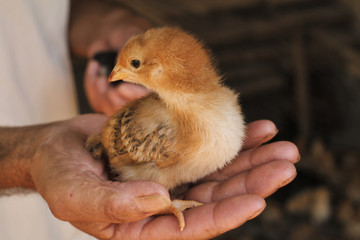 Hand holds little chick