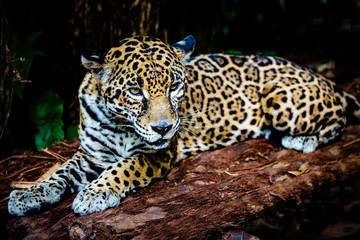 Tropical Jaguar Lounging in the Shade