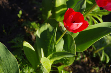 Wet red tulips flowers watering in the spring garden