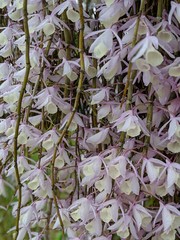 a wall of hanging orchids