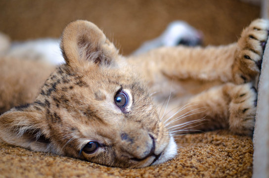 Photo of a lion cub lying on a sofa
