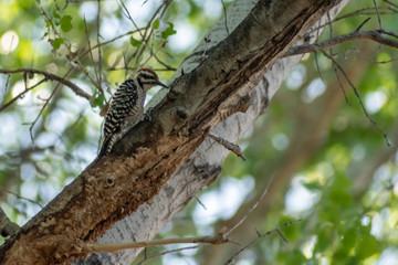 Woodpecker perched on a tree branch