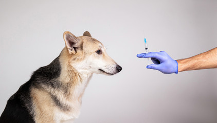 dog vaccination with a syringe on gray background