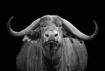 Black and white photo of African buffalo portrait  Syncerus caffer  Kenya. He is isolated on the black background. It is wildlife photo in Tsavo East, National park, Africa.