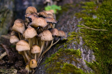 Wild forest mushrooms