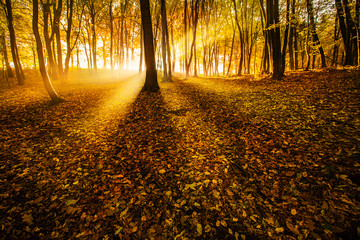Jesienne światło w lesie