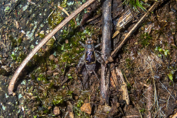 Insect photographed in Caparao, Espirito Santo. Southeast of Brazil. Atlantic Forest Biome. Picture made in 2018.