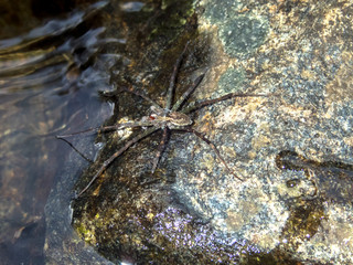 Spider photographed in Caparao, Espirito Santo. Southeast of Brazil. Atlantic Forest Biome. Picture made in 2018.