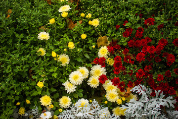 Little yellow and red flowers