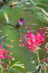 Amethyst Woodstar photographed in Caparao, Espirito Santo. Southeast of Brazil. Atlantic Forest Biome. Picture made in 2018.