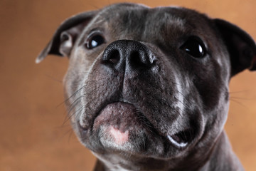 American staffordshire terrier on brown background in studio