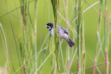 Double collared Seedeater photographed in Caparao, Espirito Santo. Southeast of Brazil. Atlantic Forest Biome. Picture made in 2018.